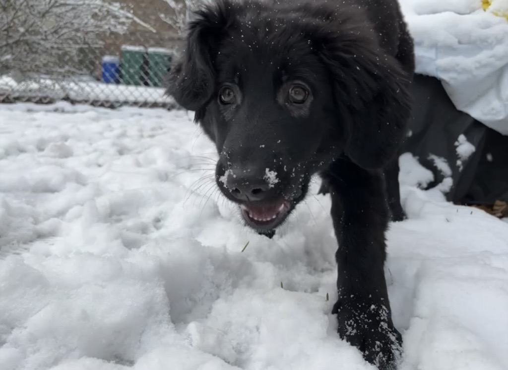 Dogs love the snow! But they can get frostbite if left unattended.  