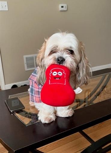 Awwww.  But, how long will that toy last?